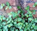 red spiderling, spreading hogweed, ortarvine